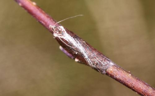 Acleris cristana